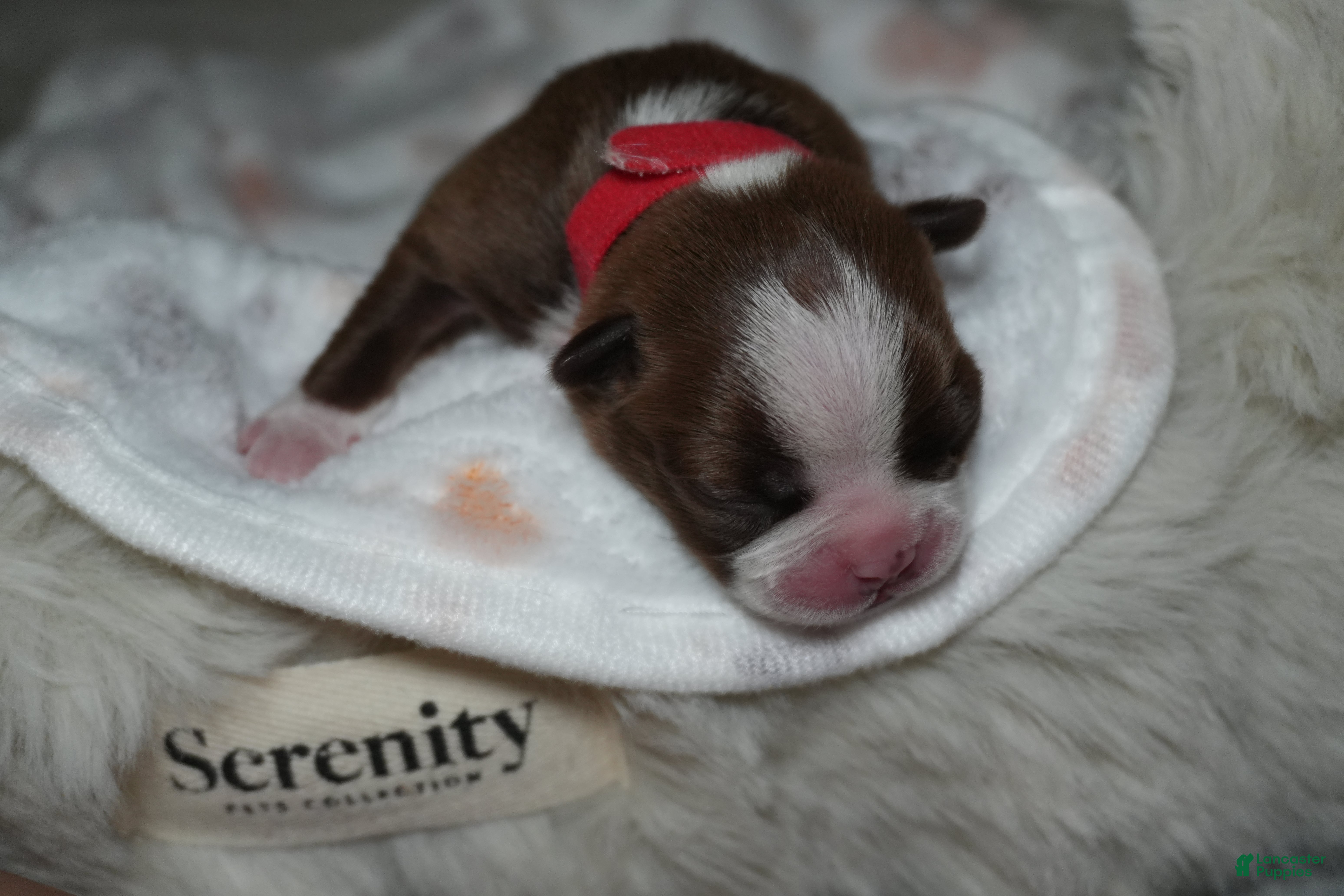 Boston Terrier dogs Stormi - Ad 4