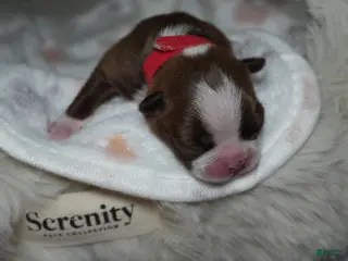 Boston Terrier dogs Stormi - Ad 4