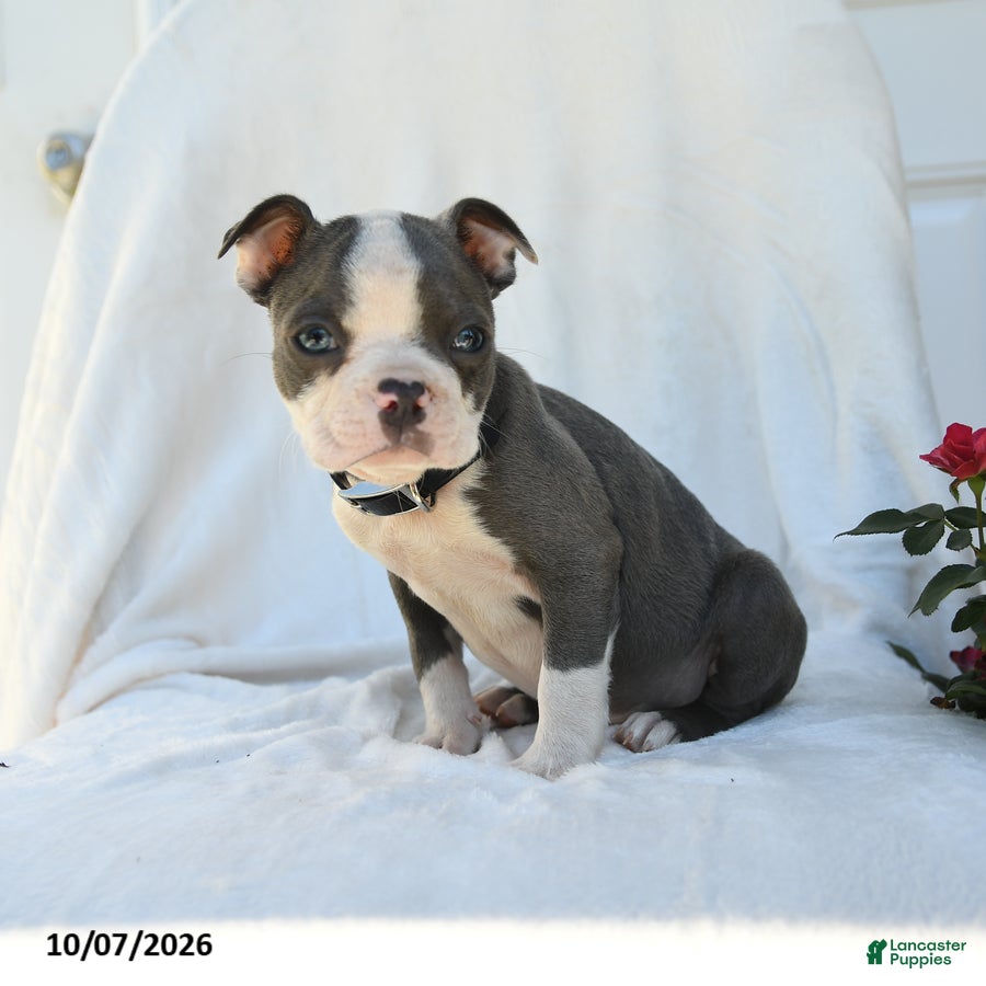 Boston Terrier dogs Naveen - Ad 1