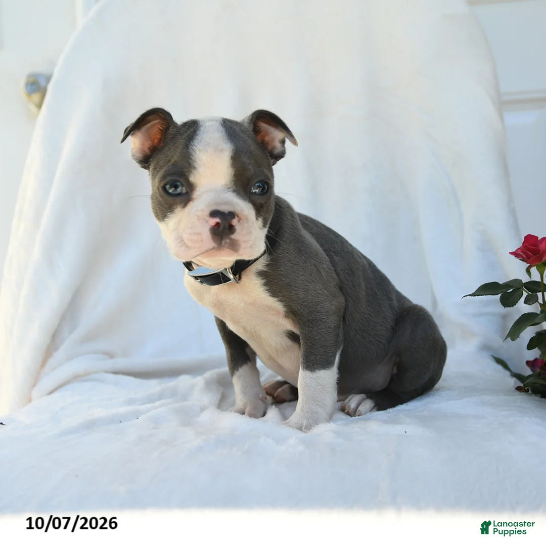 Boston Terrier dogs for sale: Naveen - Ad 1