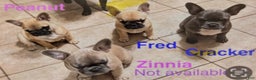 French Bulldog dogs for sale: Fred - Ad 3
