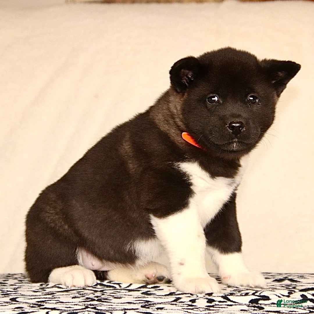 Akita dogs for sale: Allie  - Ad 2