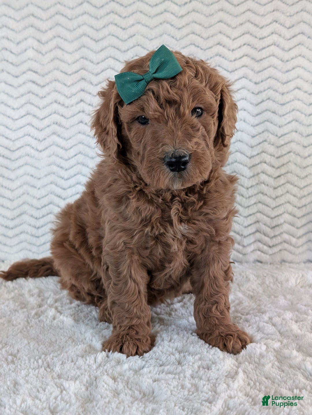 Goldendoodle dogs for sale: Teddy - Ad 24