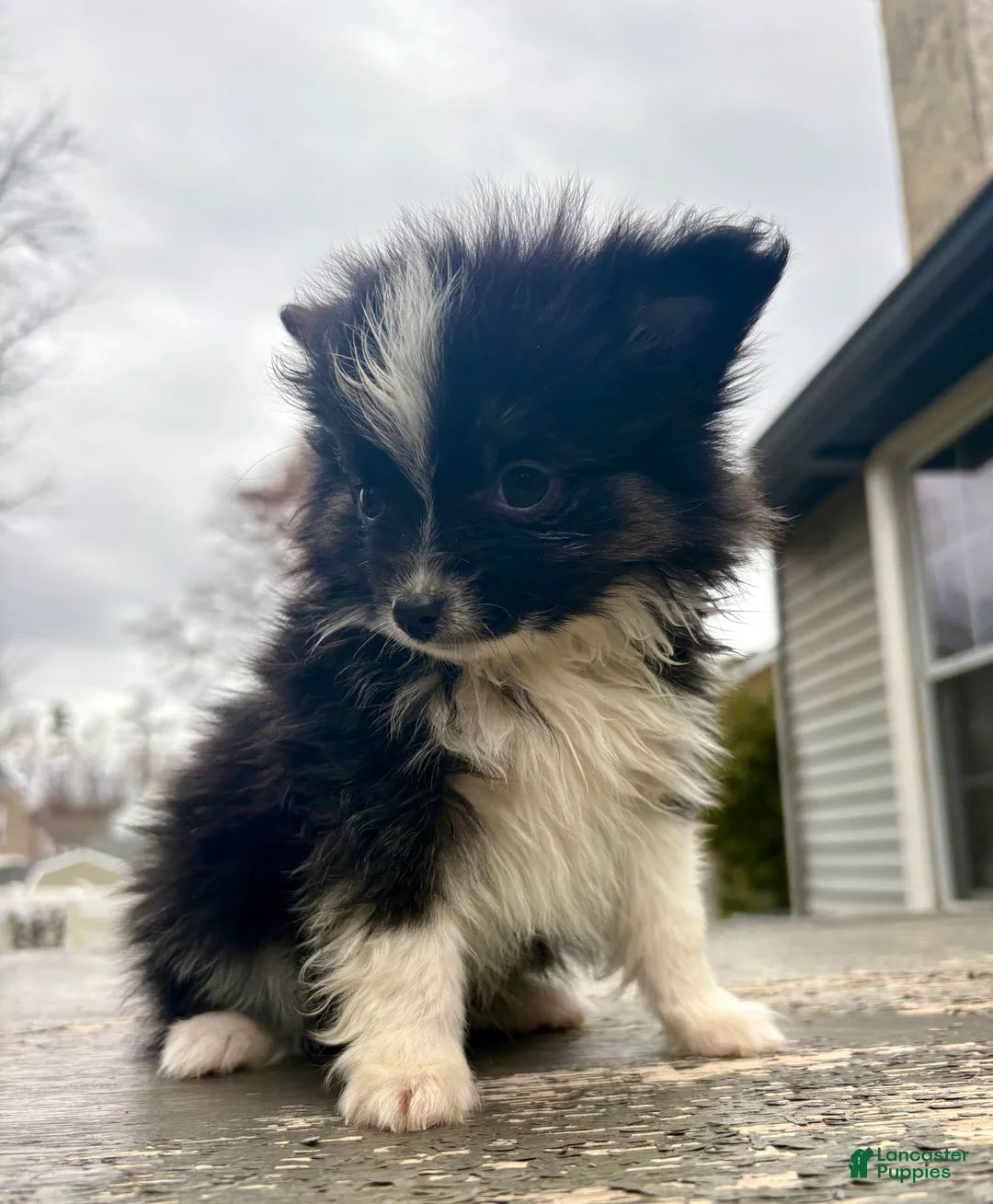 Mixed Breed dogs for sale: Oliver - Ad 2