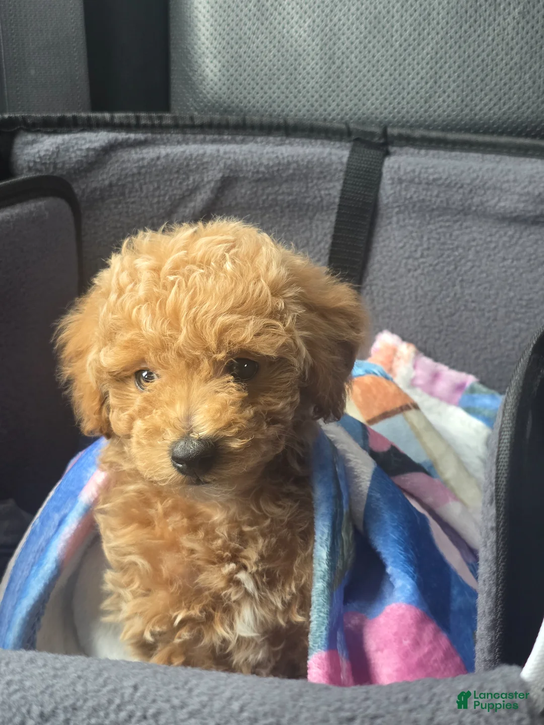 Mixed Breed dogs for sale: Mixed Breed Puppy 1 - Ad 1