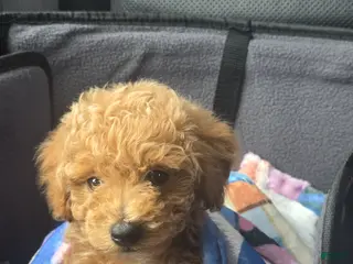 Mixed Breed dogs Mixed Breed Puppy 1 - Ad 41