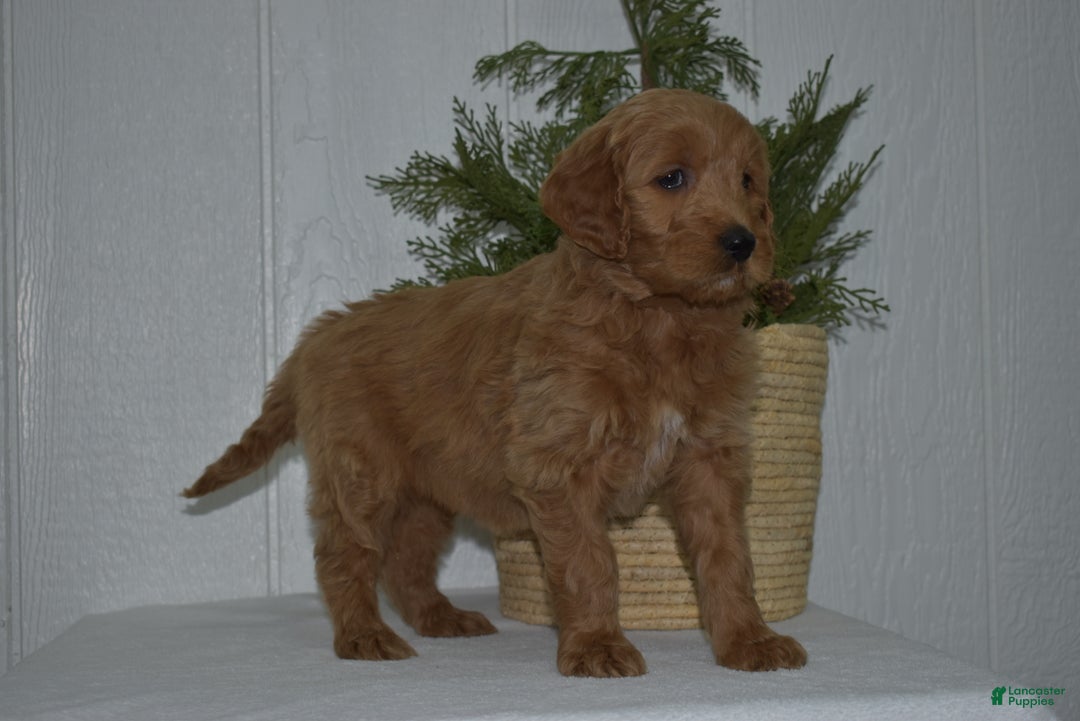 Goldendoodle dogs for sale: Sophie  - Ad 4
