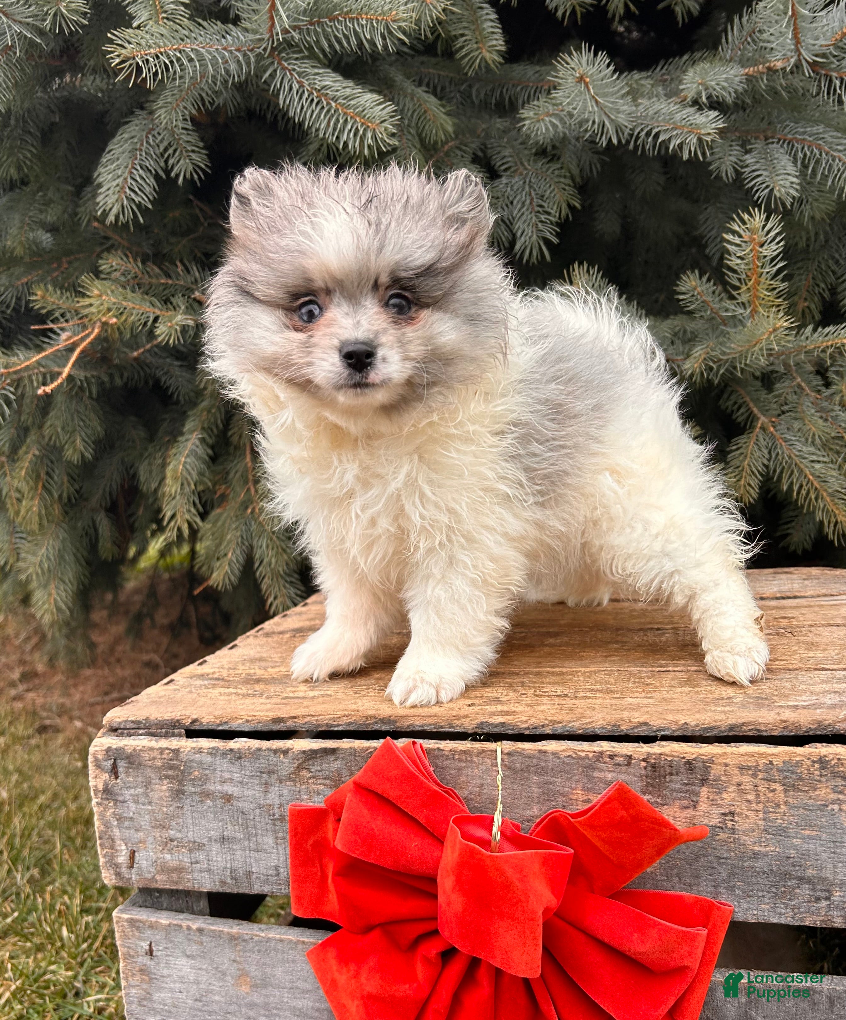 Pomeranian dogs Elsa - Ad 37