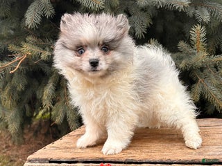 Pomeranian dogs Elsa - Ad 37