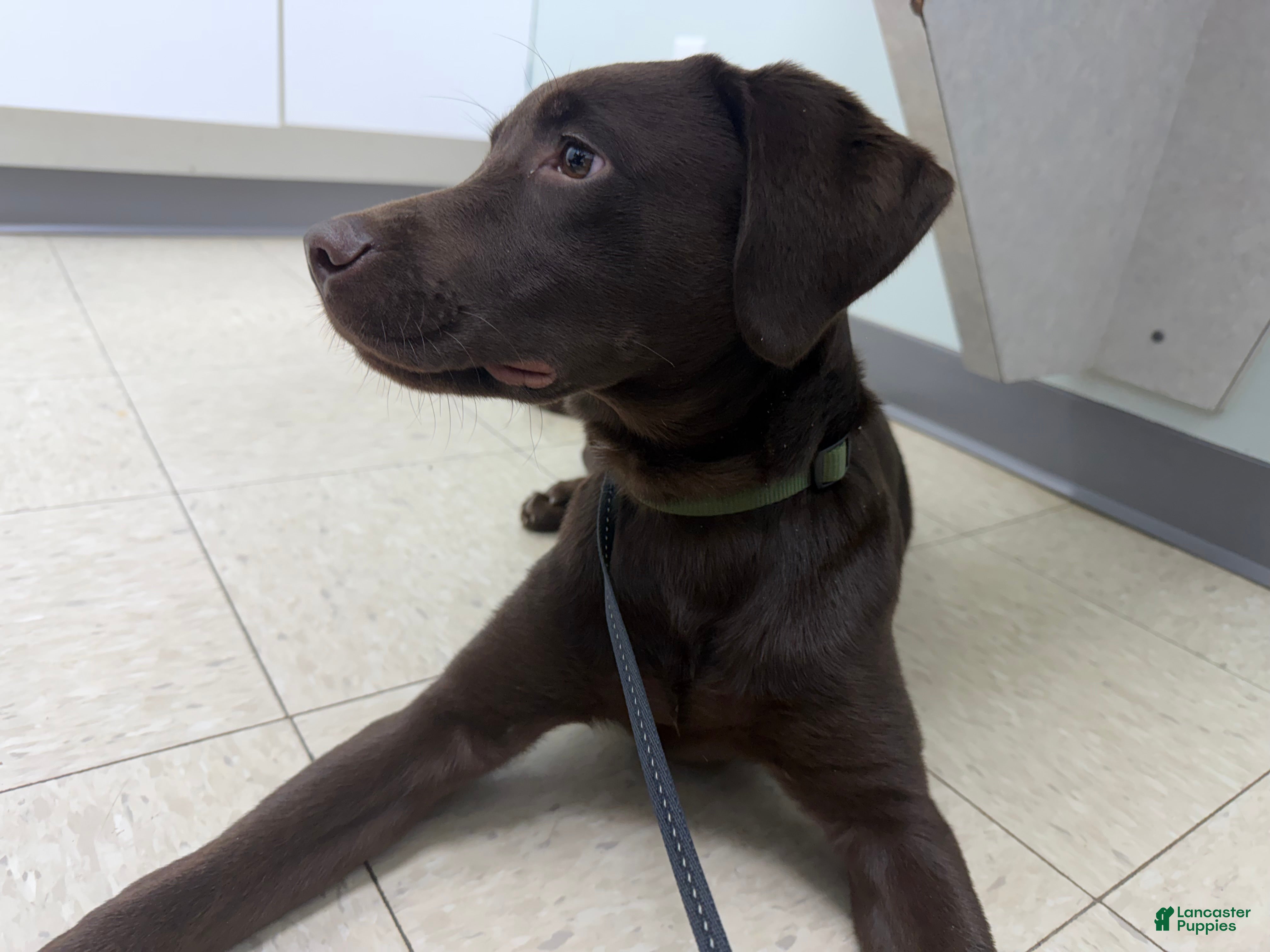 Labrador Retriever dogs for sale: Dozer - Ad 34