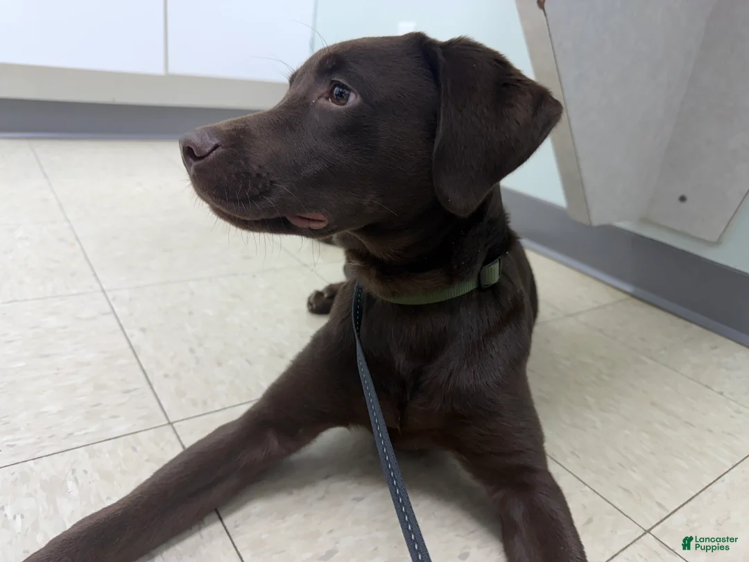 Labrador Retriever dogs for sale: Dozer - Ad 1
