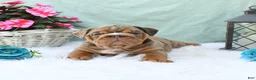 English Bulldog dogs for sale: Crinkles - Ad 4