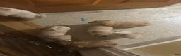 Mixed Breed dogs for sale: Maltese 3 - Ad 3