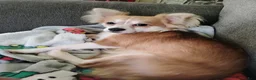 Chihuahua dogs for sale: Chihuahua Puppy 1 Tan/White Brindle (Tucker) - Ad 2