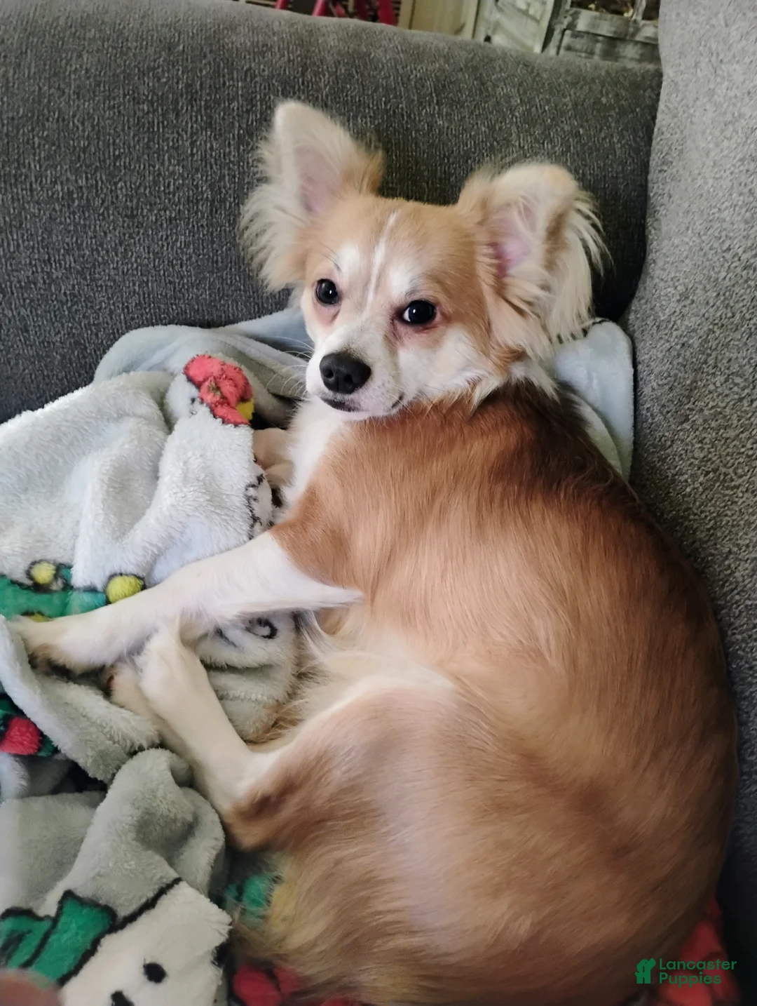 Chihuahua dogs for sale: Chihuahua Puppy 1 Tan/White Brindle (Tucker) - Ad 2