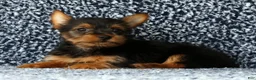 Yorkshire Terrier dogs for sale: Zuma - Ad 7
