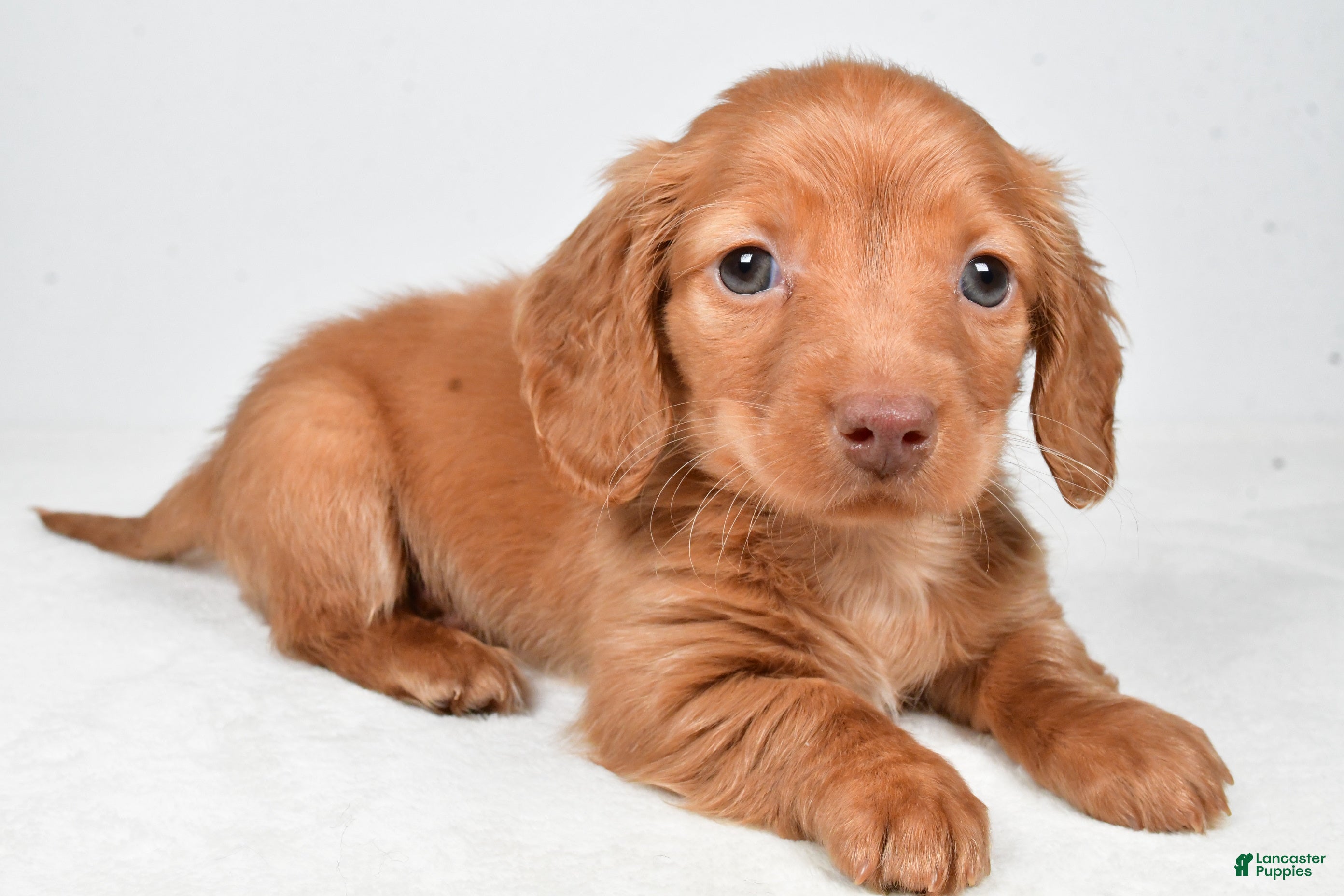 Miniature Dachshund dogs Nicky - Ad 2