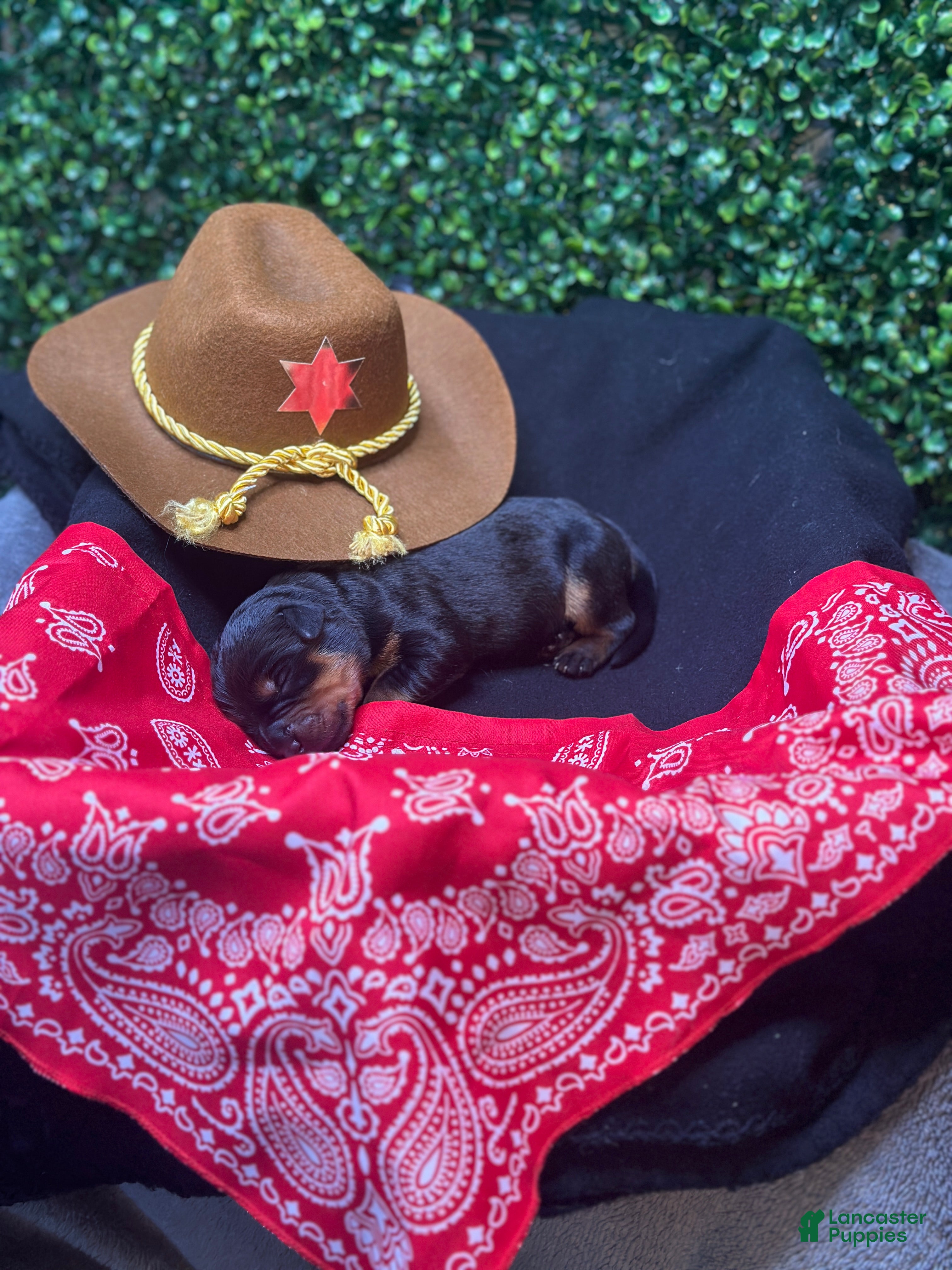 Rottweiler dogs for sale: Rocket - Ad 4