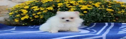 Pomeranian dogs for sale: Frank - Ad 3