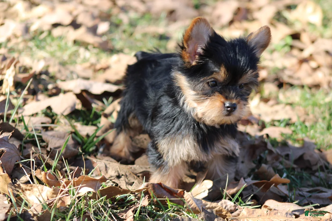 Yorkshire Terrier dogs for sale: Tiny Tia - Ad 2