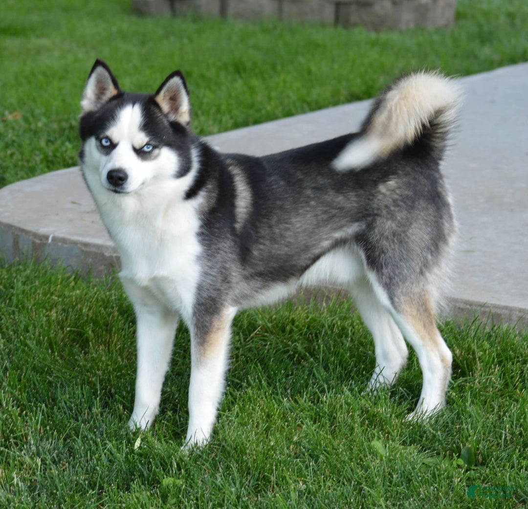 Gallery Image {{count}}