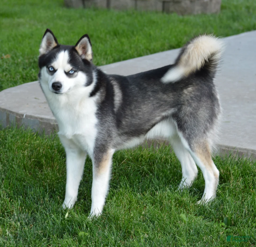 Gallery Image {{count}}