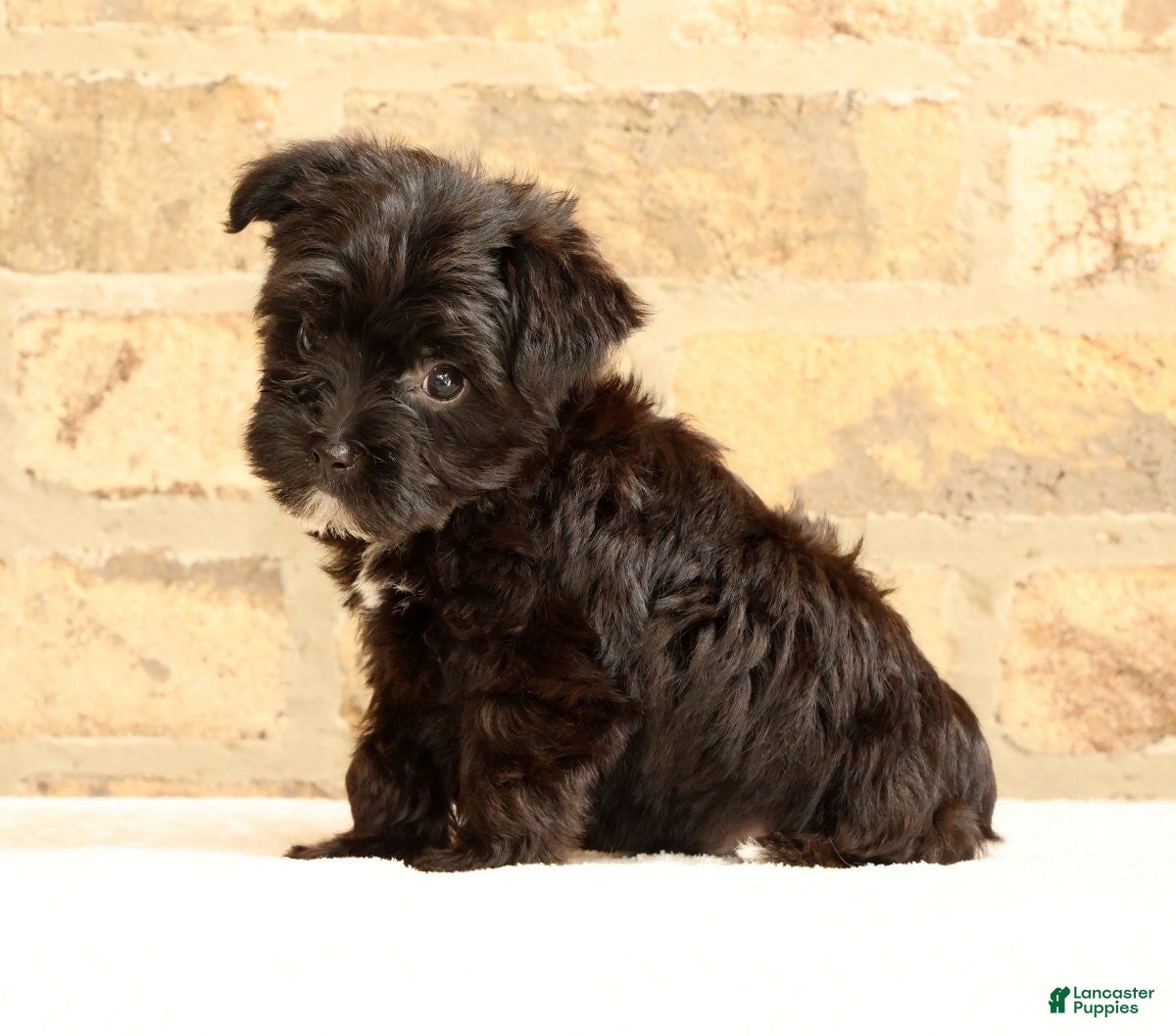 Yochon dogs Bandit - Ad 2