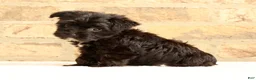 Yochon dogs for sale: Bandit - Ad 2