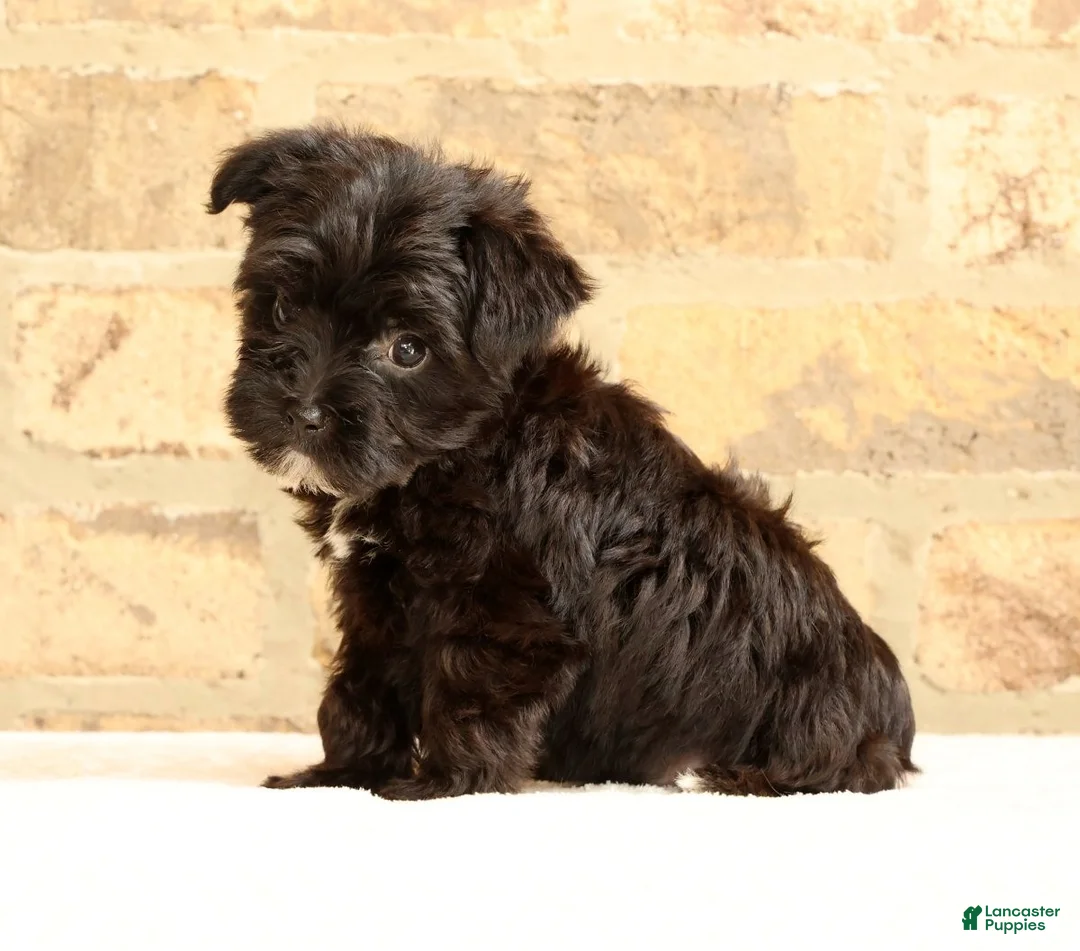 Yochon dogs for sale: Bandit - Ad 2