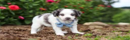 Mini Bernedoodle dogs for sale: Huck - Ad 10