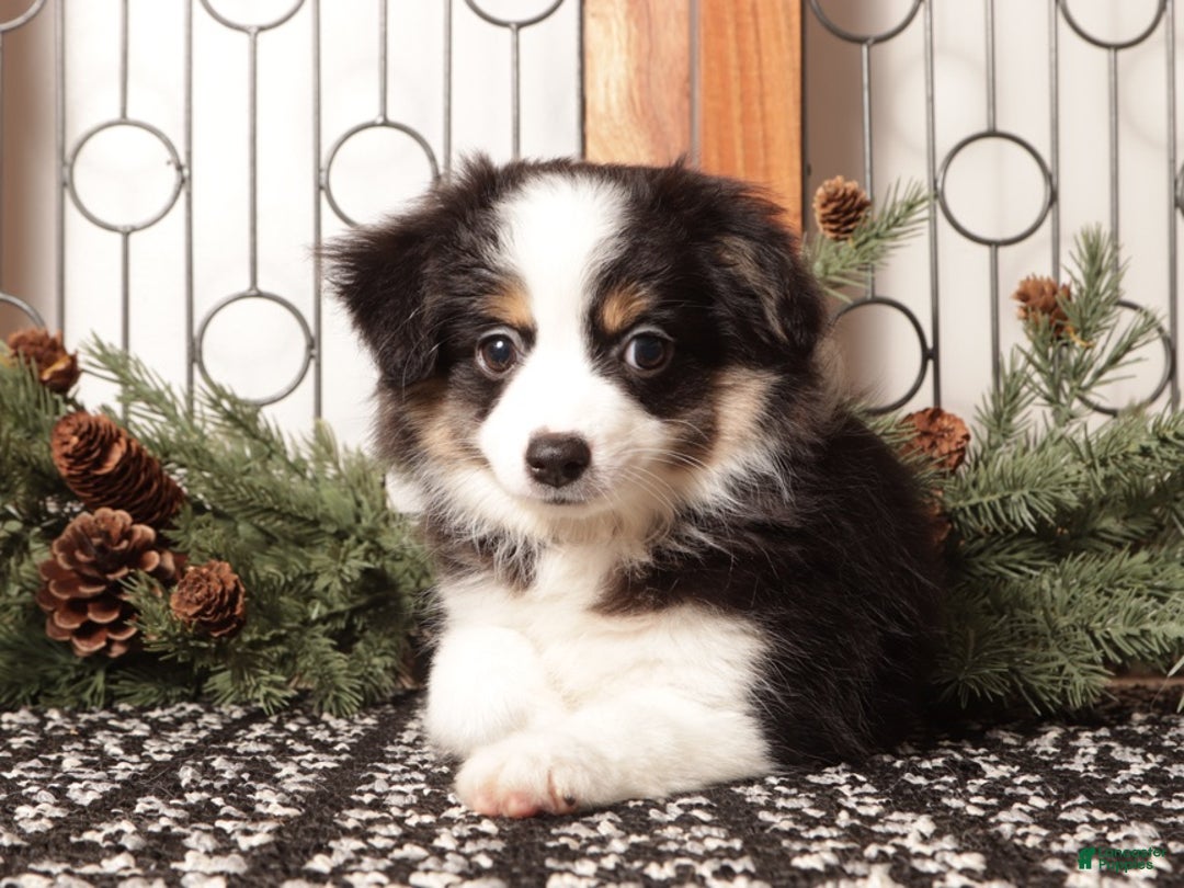 Miniature Australian Shepherd dogs for sale: Scarlette - Ad 1