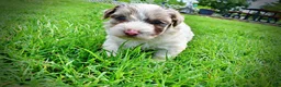 Havapoo dogs for sale: Simba - Ad 16