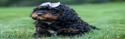 Cavapoo dogs for sale: Wanda 🐶 - Ad 20