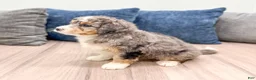 Mini Bernedoodle dogs for sale: Cheyenne - Ad 4