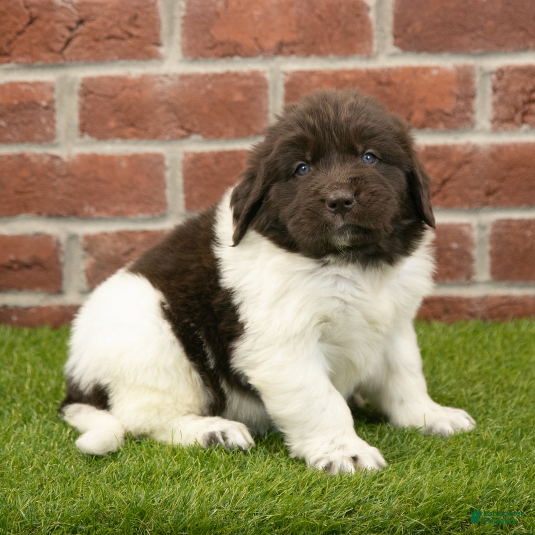 Newfoundland dogs for sale: Hank - Ad 4