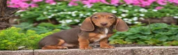 Miniature Dachshund dogs for sale: Trooper - Mini - Ad 2