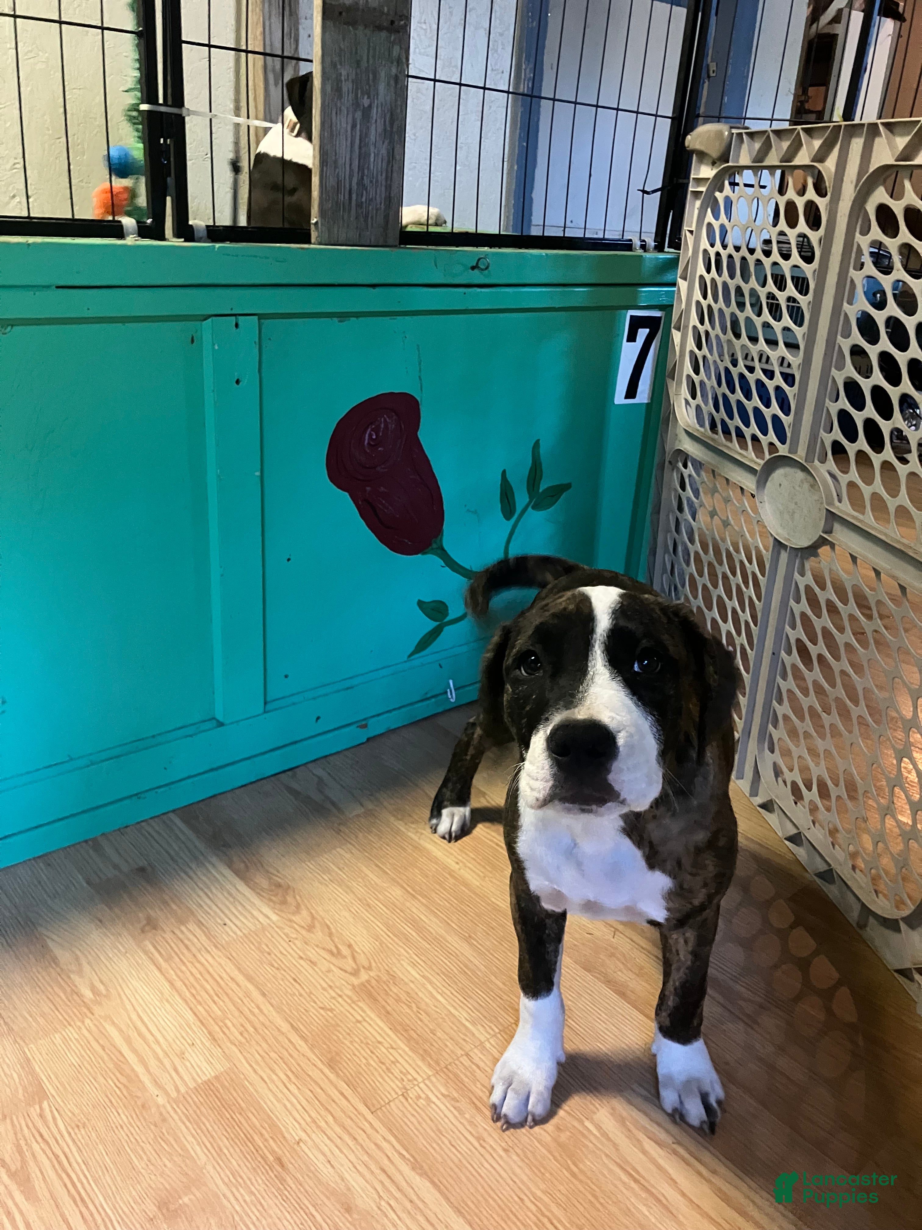 Mixed Breed dogs Pooh - Ad 2