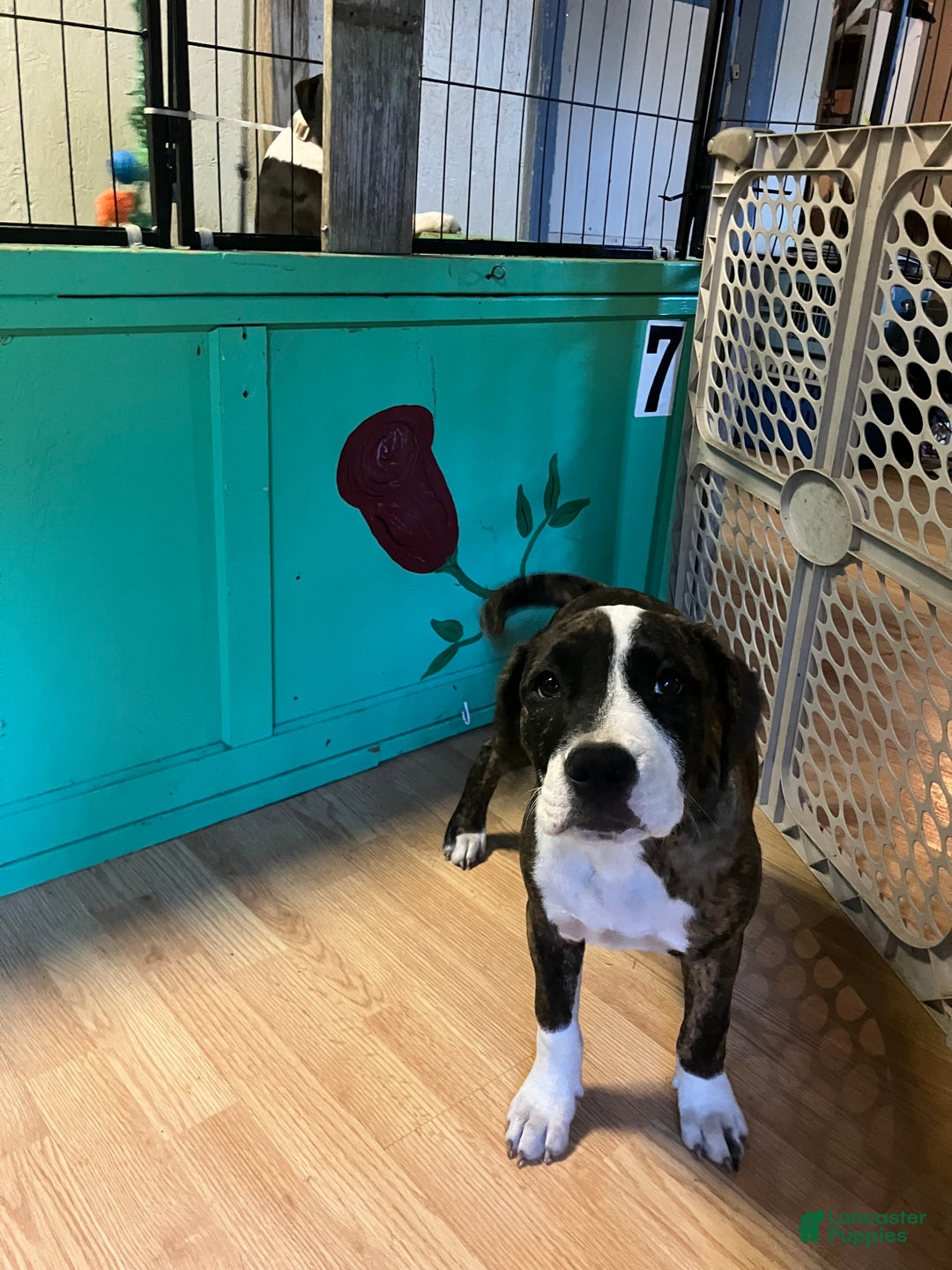 Mixed Breed dogs for sale: Pooh - Ad 1