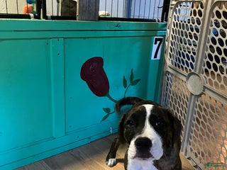 Mixed Breed dogs Pooh - Ad 25