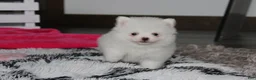 Pomeranian dogs for sale: Bianca  - Ad 4