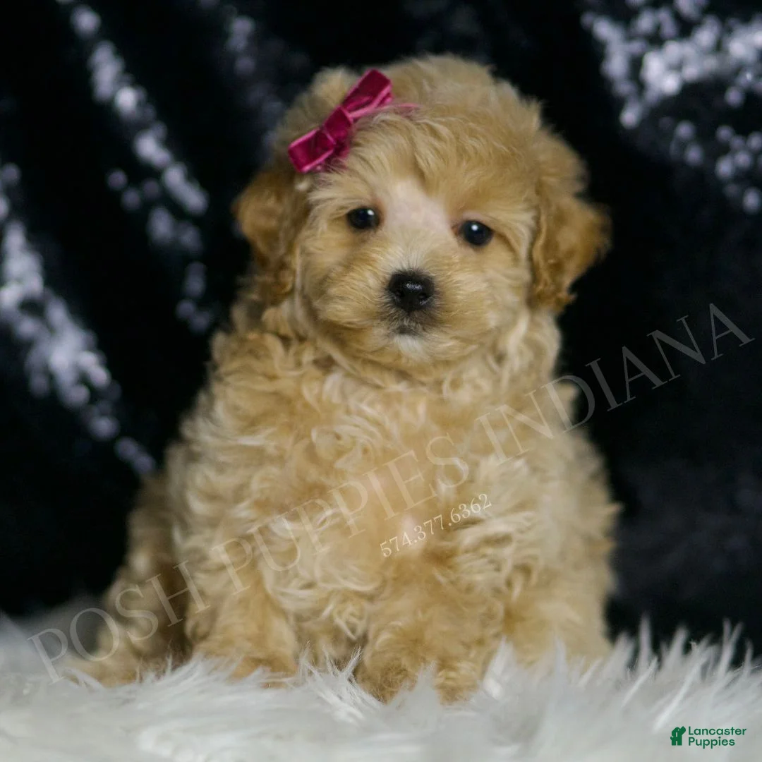 Maltipoo dogs for sale: Veda - Ad 2