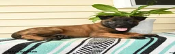 Belgian Malinois dogs for sale: Ayana - Ad 3