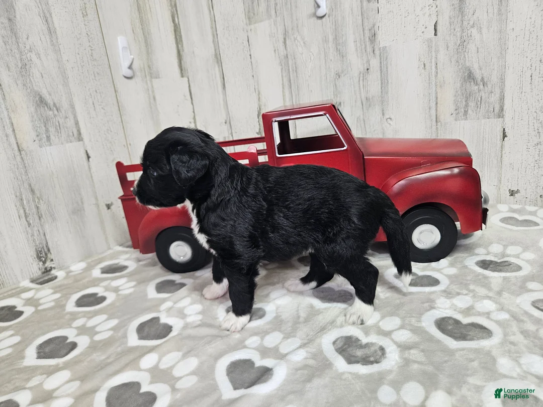Mini Aussiedoodle dogs for sale: F1 Kiwi - Ad 2