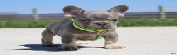 French Bulldog dogs for sale: Lucky - Ad 3
