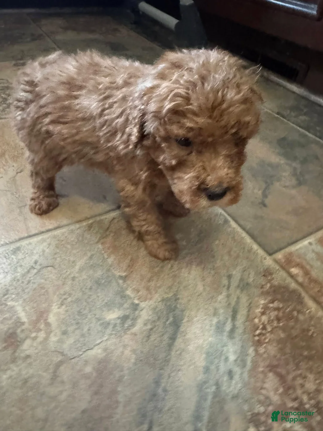 Bernedoodle dogs for sale: mini Bernedoodle Puppy 6 black - Ad 2