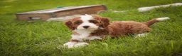 Cavapoo dogs for sale: Bella Cavapoo  - Ad 2
