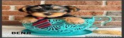 Yorkshire Terrier dogs for sale: Benji - Ad 1