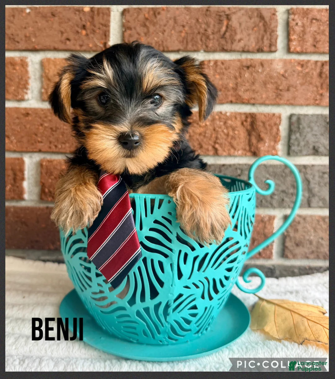 Yorkshire Terrier dogs for sale: Benji - Ad 1