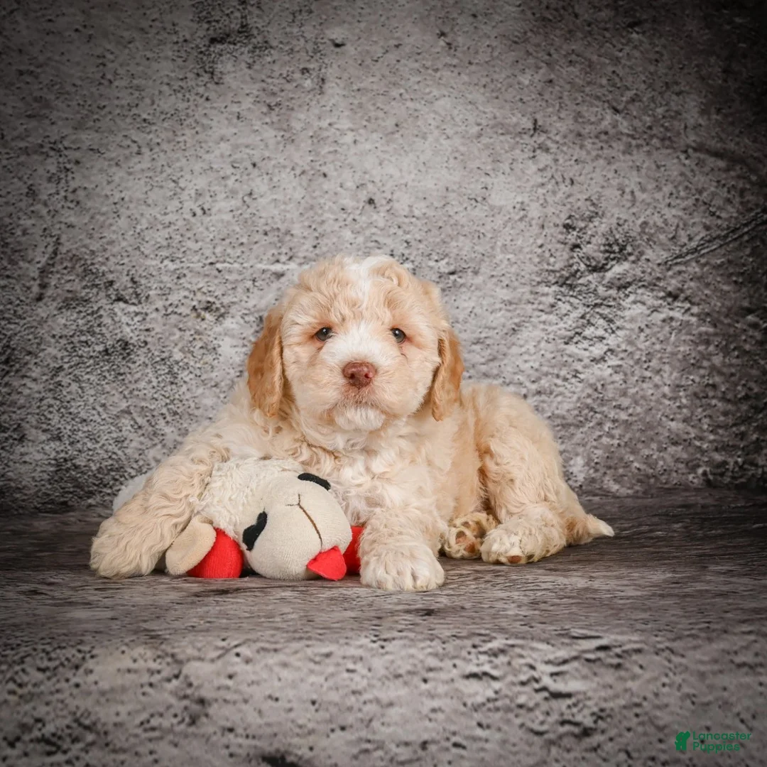 Mini Goldendoodle dogs for sale: Maverick - Ad 7