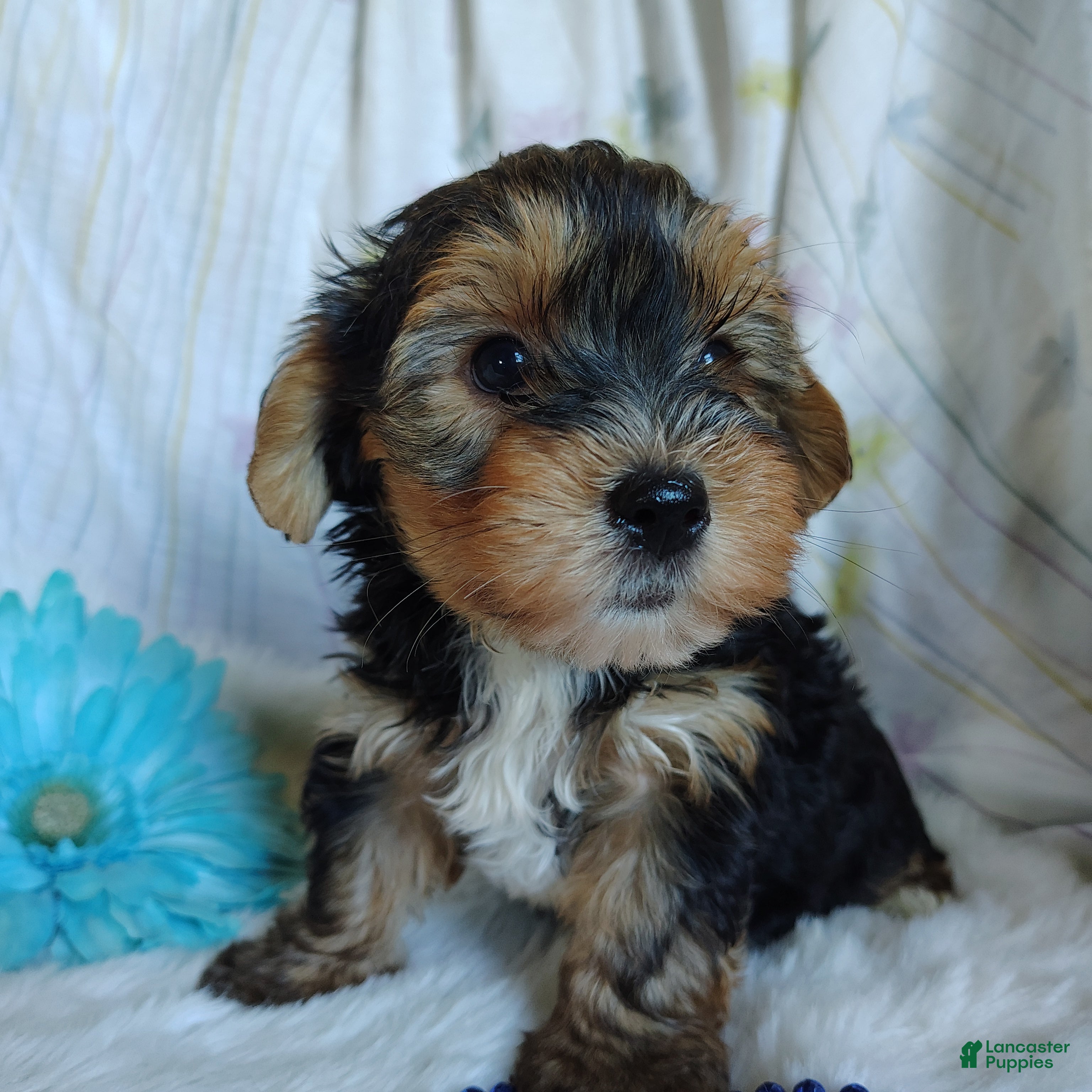 Yorkshire Terrier dogs Johnny - Ad 1